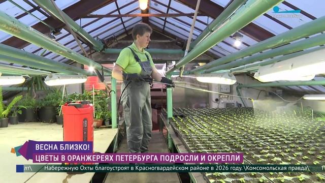 Цветы в оранжереях Петербурга подросли и окрепли