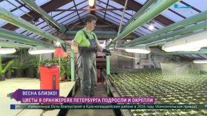 Цветы в оранжереях Петербурга подросли и окрепли