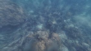 Остров Ко Ронг(Koh Rong), Снорклинг - кораллы, камни. Декабрь 2025. Камбоджа.