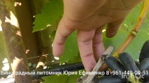 виноград Свит сапфир ( Аватар)