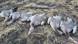 Лучшие моменты! Охота на гуся в Казахстане 2024! Подборка только выстрелы с охоты на гуся.