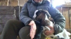 27-02-2026 Не могу попасть в стайку / жалуюсь.