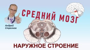 Средний мозг. Анатомия среднего мозга