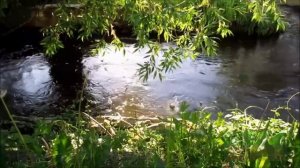 Ручей в лесу.