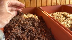 Вирджиния Голд-завершение ферментации Табака