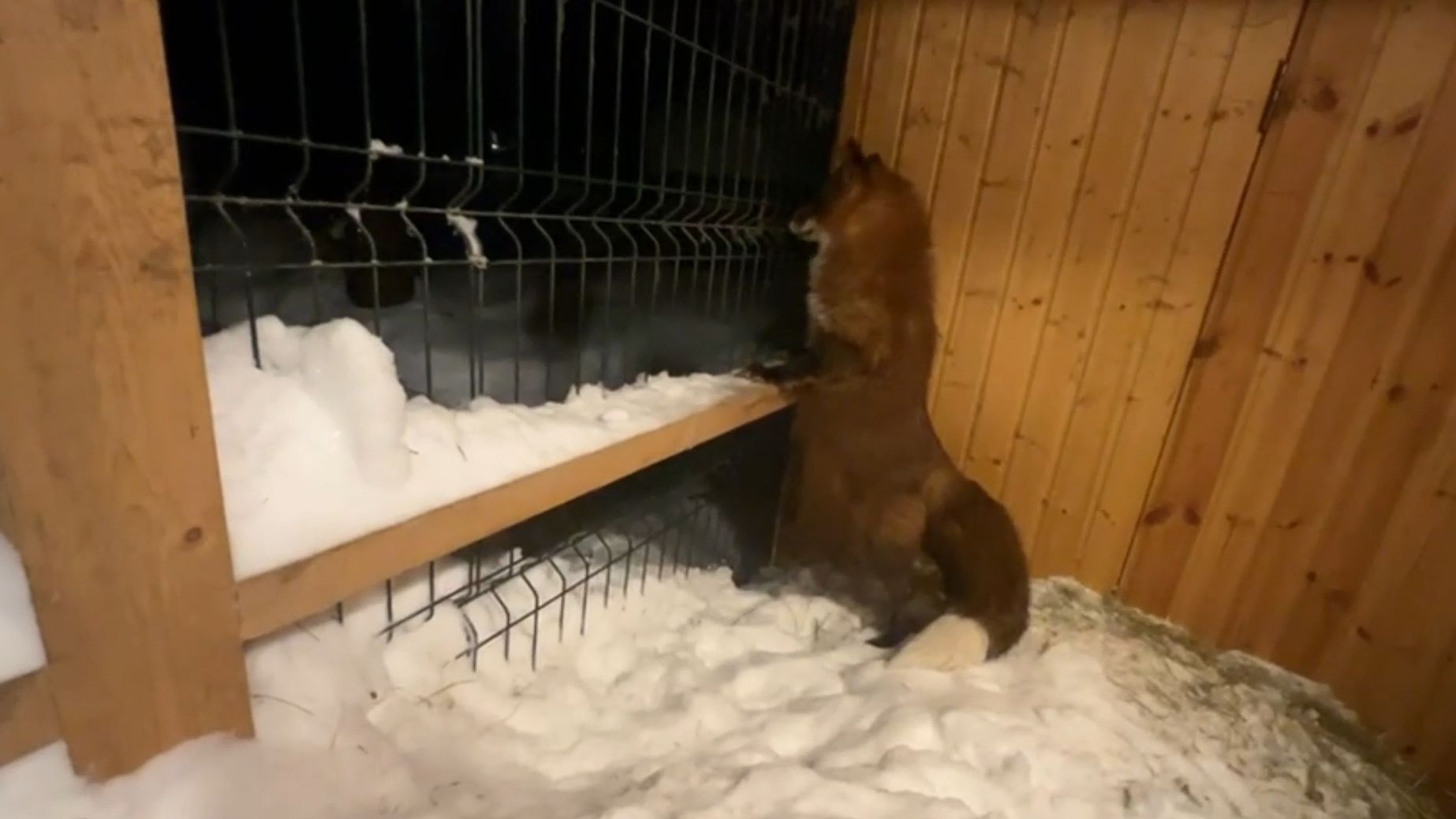 Лиса-Алиса. Лис Игнис веселится в снегу смотреть онлайн