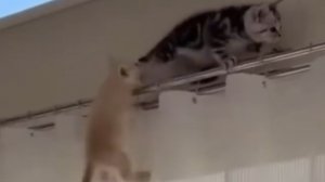 КОТ РЕШИЛ «ПОСТРОИТЬ» СОБАКУ… ПЛОХАЯ ИДЕЯ! 😂🐾