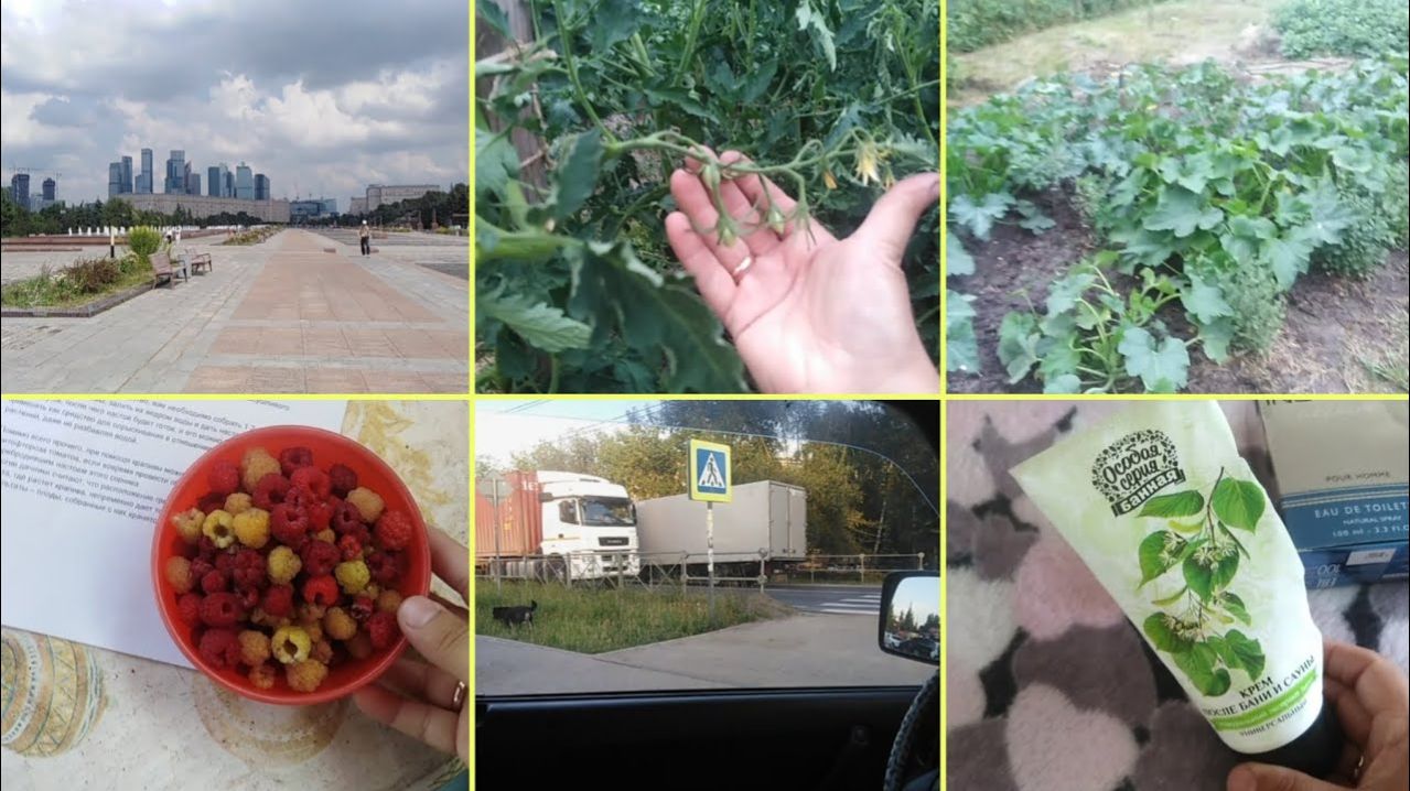 44-2024 Малина! Первые завязи. Чипированные собаки. Пустышки. Прогулка с подругой __ Elena Pero