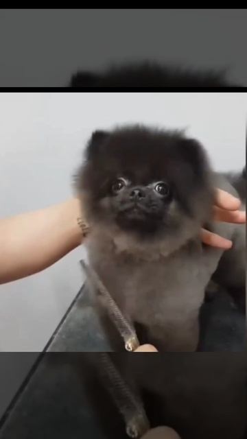 СОБАКА ТУСИТ!