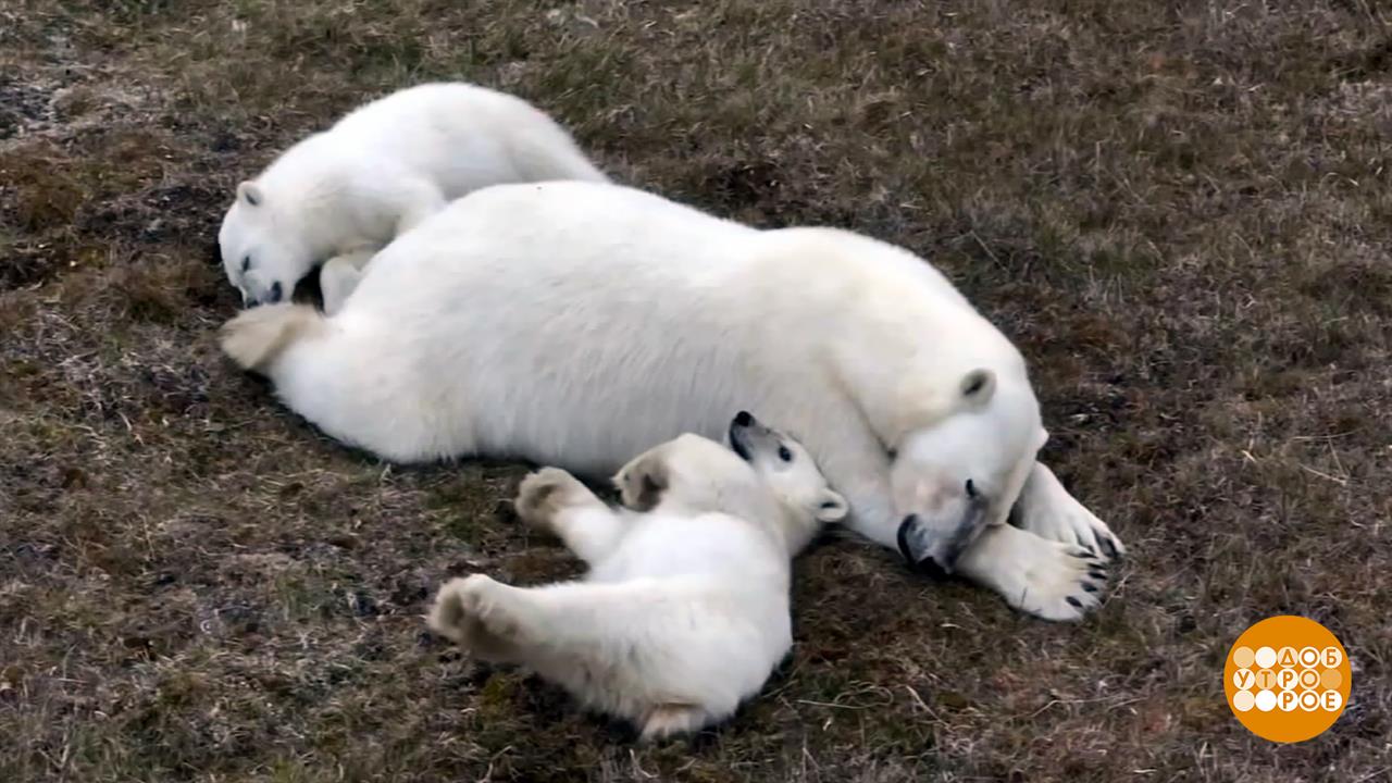 Мишка, не спи, замерзнешь! Доброе утро. Фрагмент выпуска от 27.02.2026 смотреть онлайн