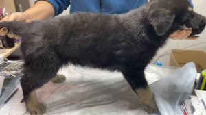 Девочка без ошейника