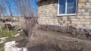 25,27 февраля 2026г. Расцвела камнеломка на подоконнике.Почти ничего не делала))