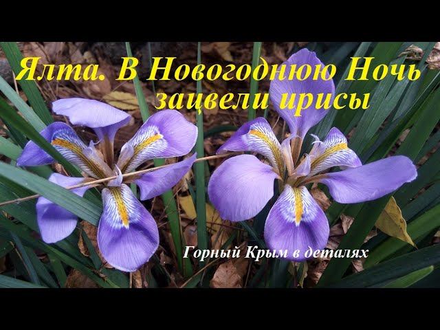 Ялта. В Новогоднюю ночь зацвели ирисы