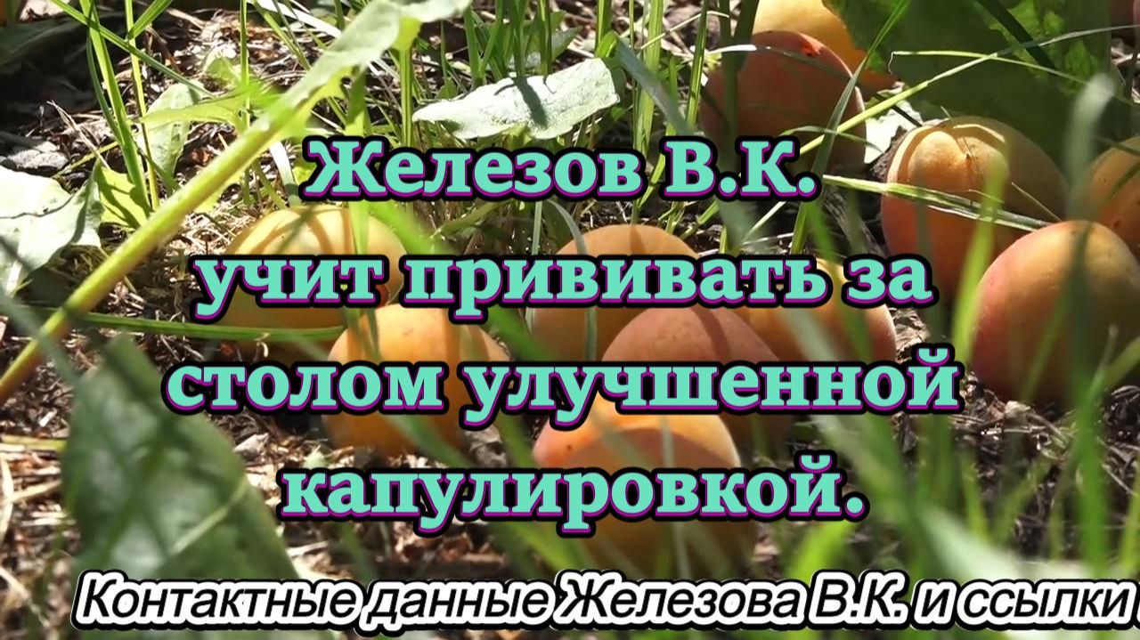 Железов В.К. учит прививать за столом улучшенной капулировкой. смотреть онлайн