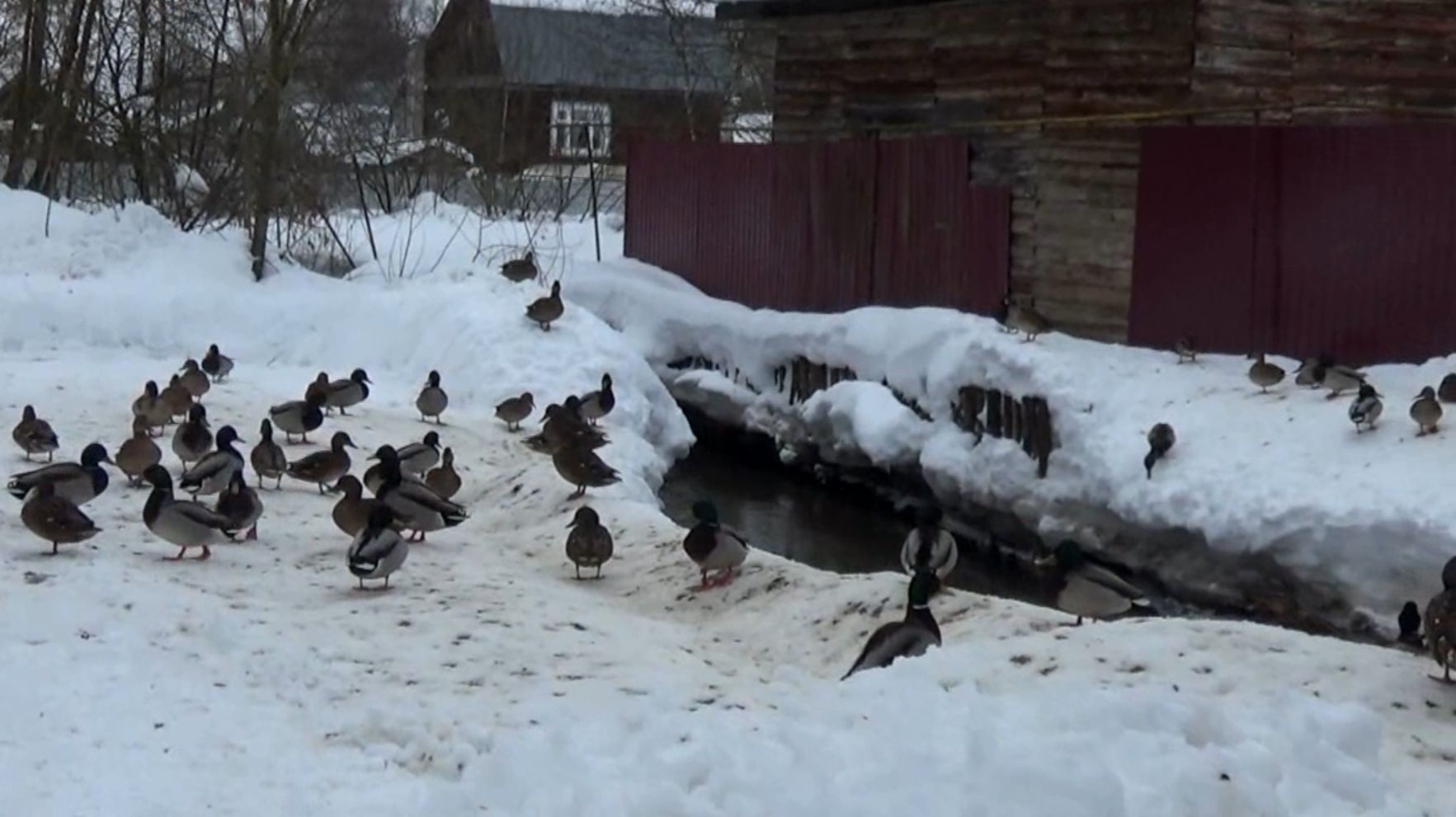 Стая уток у речки Волшник в городе Вязники. Февраль 2026 года