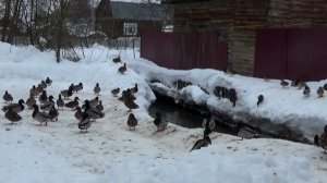 Стая уток у речки Волшник в городе Вязники. Февраль 2026 года