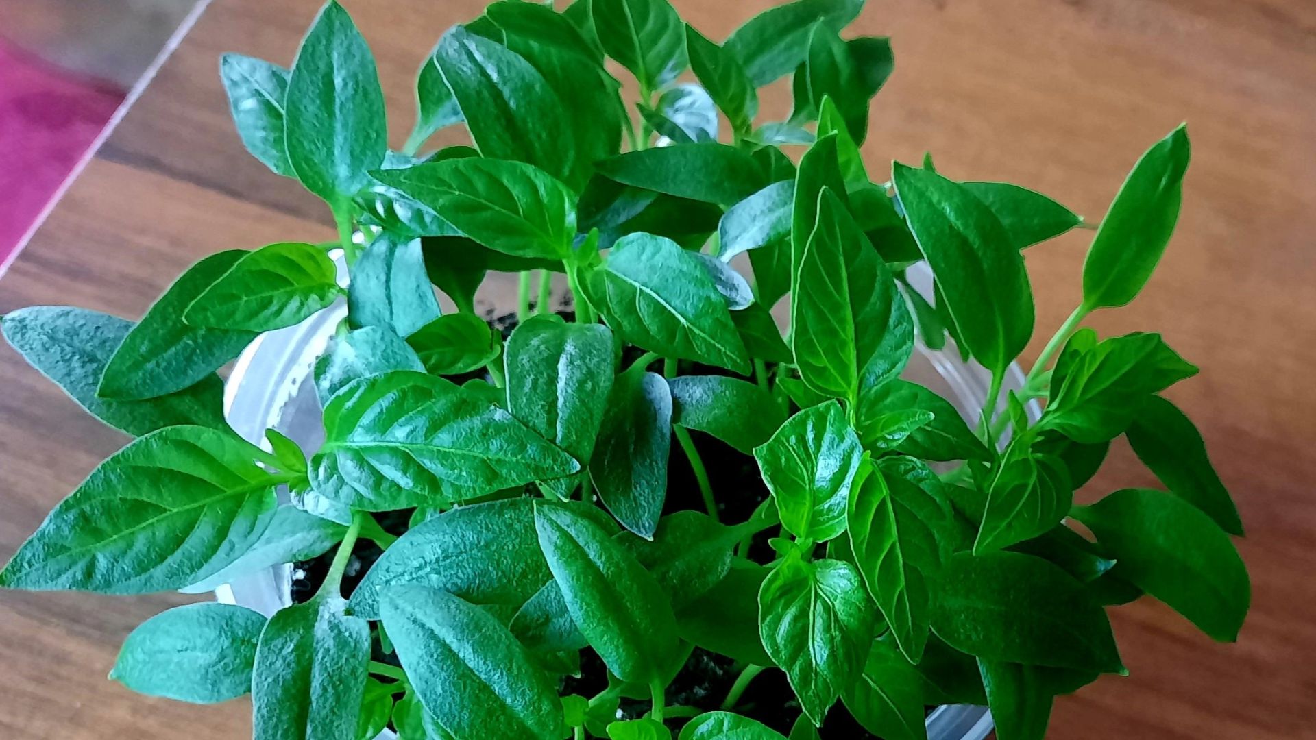 СЕКРЕТЫ УСПЕШНОГО ПОСЕВА ПЕРЦА: ВСЕГДА СИЛЬНАЯ РАССАДА!! смотреть онлайн