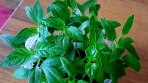 СЕКРЕТЫ УСПЕШНОГО ПОСЕВА ПЕРЦА: ВСЕГДА СИЛЬНАЯ РАССАДА!!