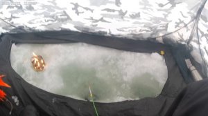 рыбалка на кивок ловю платву на карьере