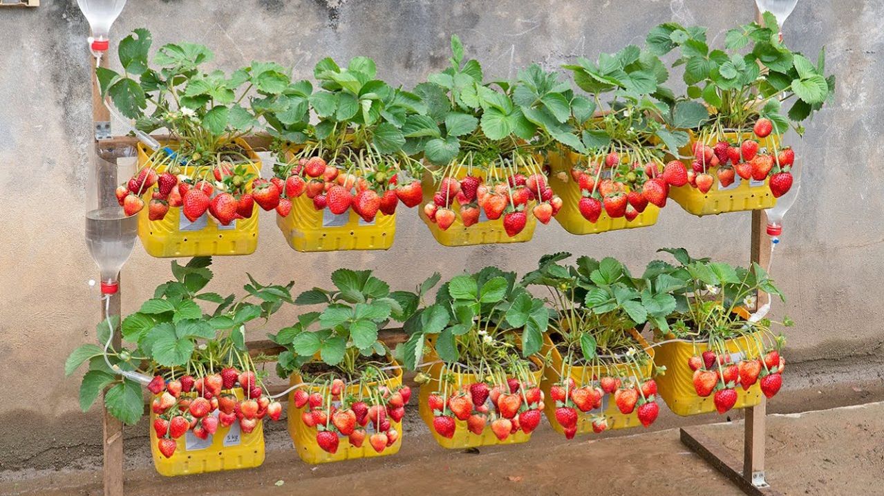 Попробовал вырастить клубнику в пластиковых бутылках, и к моему удивлению её оказалось очень много