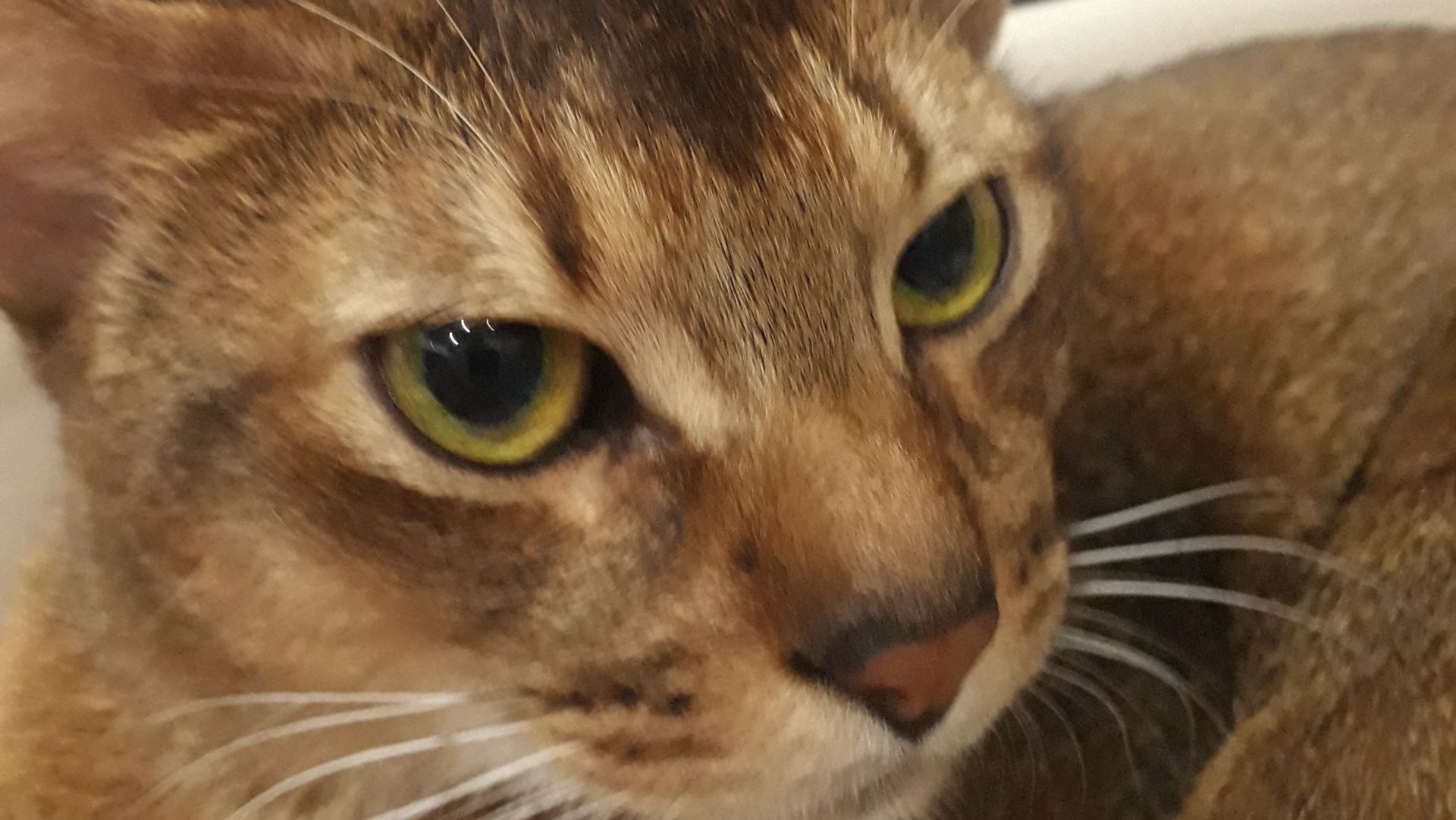 Стрим смотреть онлайн