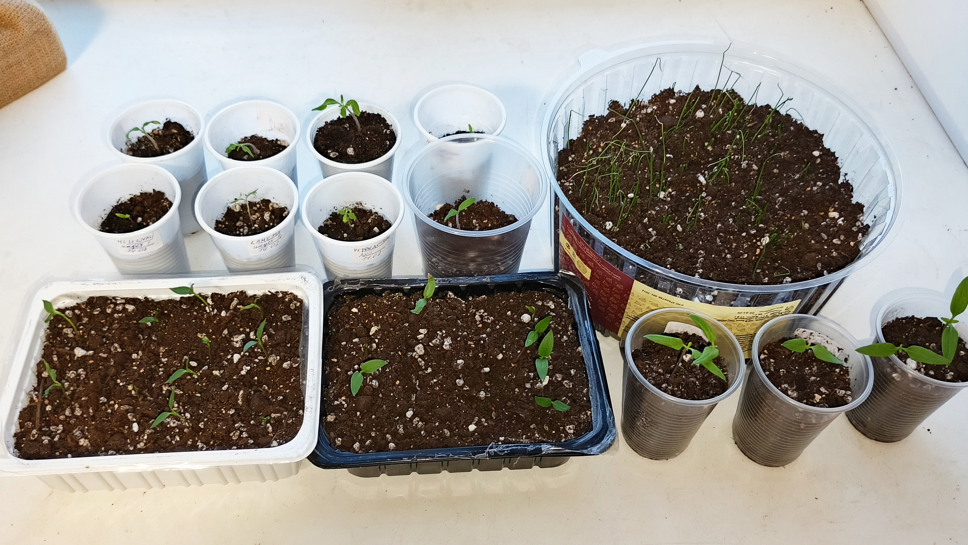 Про всхожесть семян томатов, перцев и просроченного лука.В луну не верю,в женские дни тоже.Болталка. смотреть онлайн