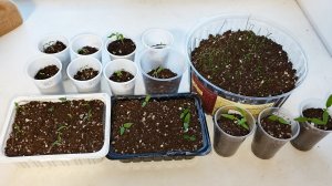 Про всхожесть семян томатов, перцев и просроченного лука.В луну не верю,в женские дни тоже.Болталка.