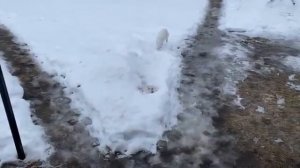 Журавлёв life. Ходить невозможно. Скажите что они не умные! Вопрос к знатокам.