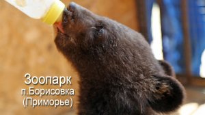 Зоопарк п.Борисовка (Приморье)