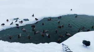 Зима в парке