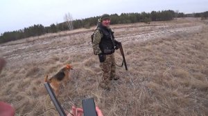 Шикарная охота на зайца беляка, русака и тумака в лесу с гончими.  Сезон 2025-2026 №238