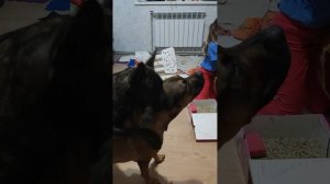 Куриный остров. Курицы приехали отдыхать на пляж Омега 🐡🏖