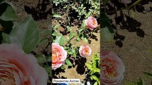 Цветение розы Пьер де Ронсар