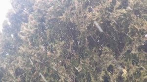 27 февраля в Кисловодске,после тепла, пошёл снежок⛄Но он тут же тает..