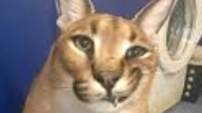 Ура 60 подписчиков