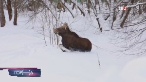 Попавшие на стройплощадку лосихи выбрались в лес