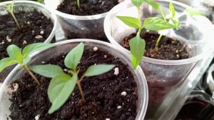 РАССАДА БЕЗ ПИКИРОВКИ.