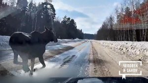 Видео недели: трудолюбивый курьер; счастливый пес; лось-подставщик. Человек и закон. Фрагмент вып...