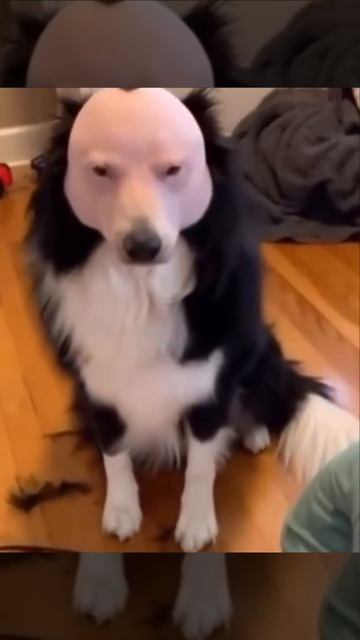 🫣🐶💇♂️🐷