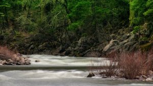 Забыть о проблемах поможет пение птиц и журчание лесного ручья // Звуки природы