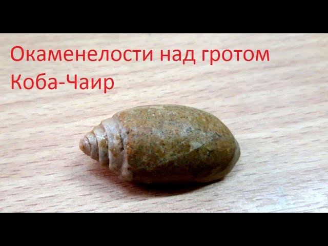 Окаменелости над гротом Коба-Чаир. Комментарии специалиста о находке