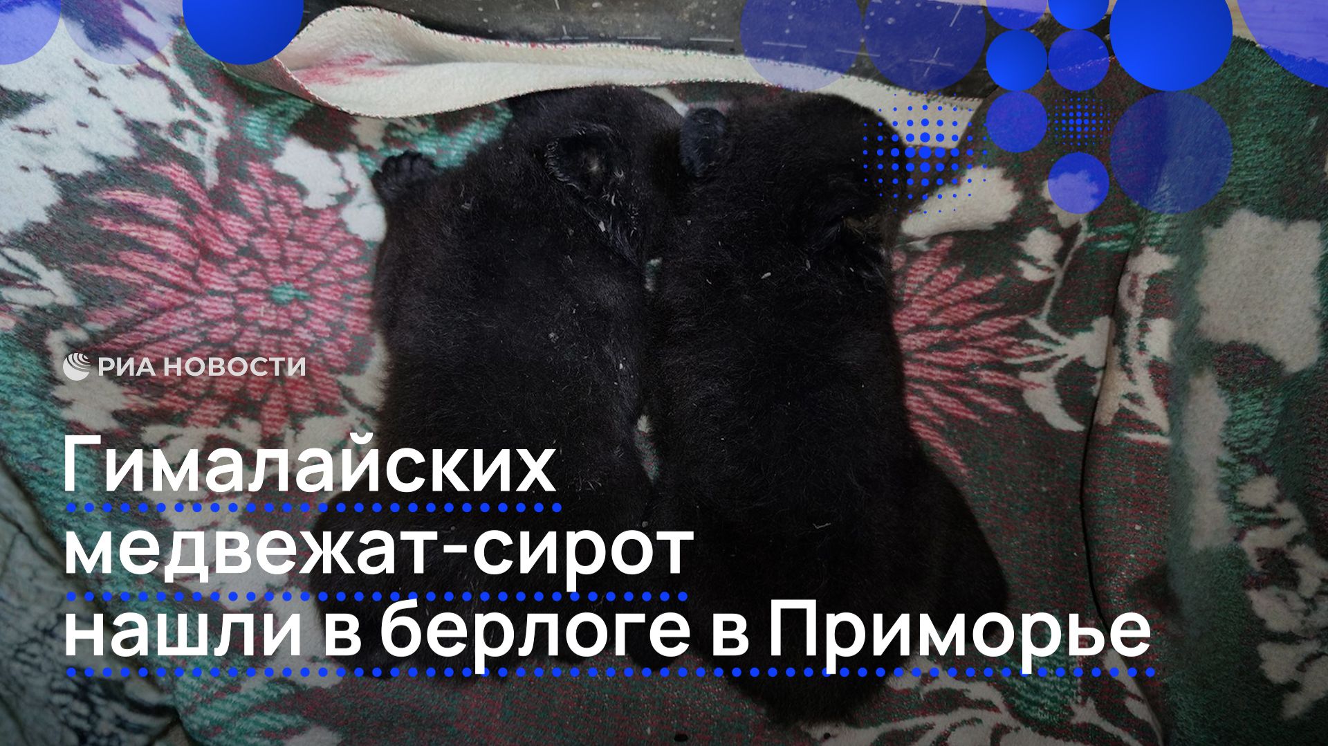 Гималайских медвежат-сирот нашли в берлоге в Приморье смотреть онлайн