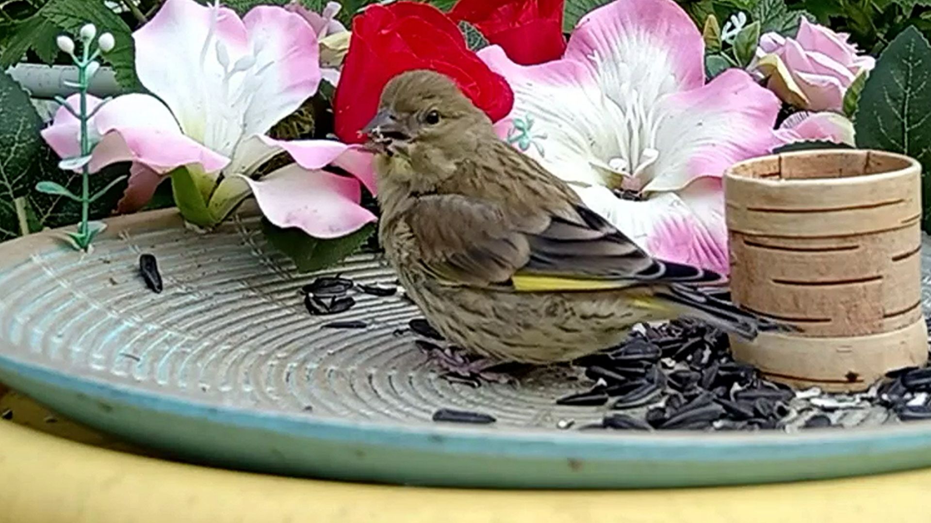 Взрослые Птицы приучают своих птенцов к кормушке