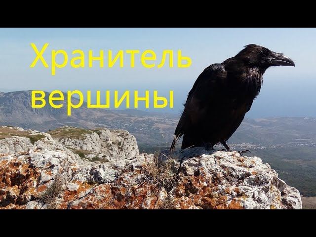 Ворон. Хранитель вершины