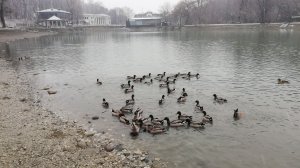 Нальчик Озеро Трек Дикие утки знают где лучше для них 27 февраля 2026 года