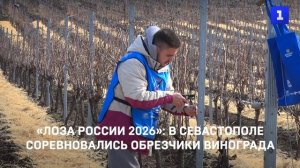 «Лоза России 2026»: в Севастополе соревновались обрезчики винограда