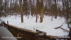 LIVE: На лесной опушке. Природа онлайн