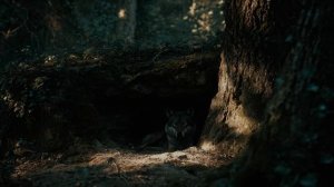 ХОЛОДНЫЙ РУЛЬ.   ШАНСОН.  СОНГЛИ ГИФТ.