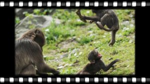 Лучшие фото, животных ! (2) Ретро-ролики !