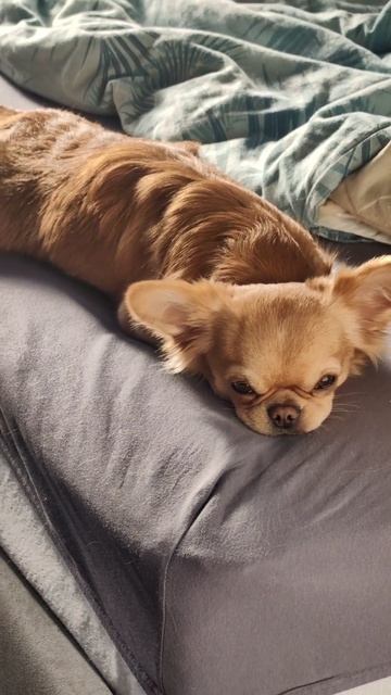 Я итрый лис🦁 #лев #лис #белка